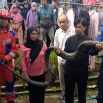 Ular Sanca Lilit Kucing Peliharaan, Damkar Ciamis Sigap Lakukan Evakuasi