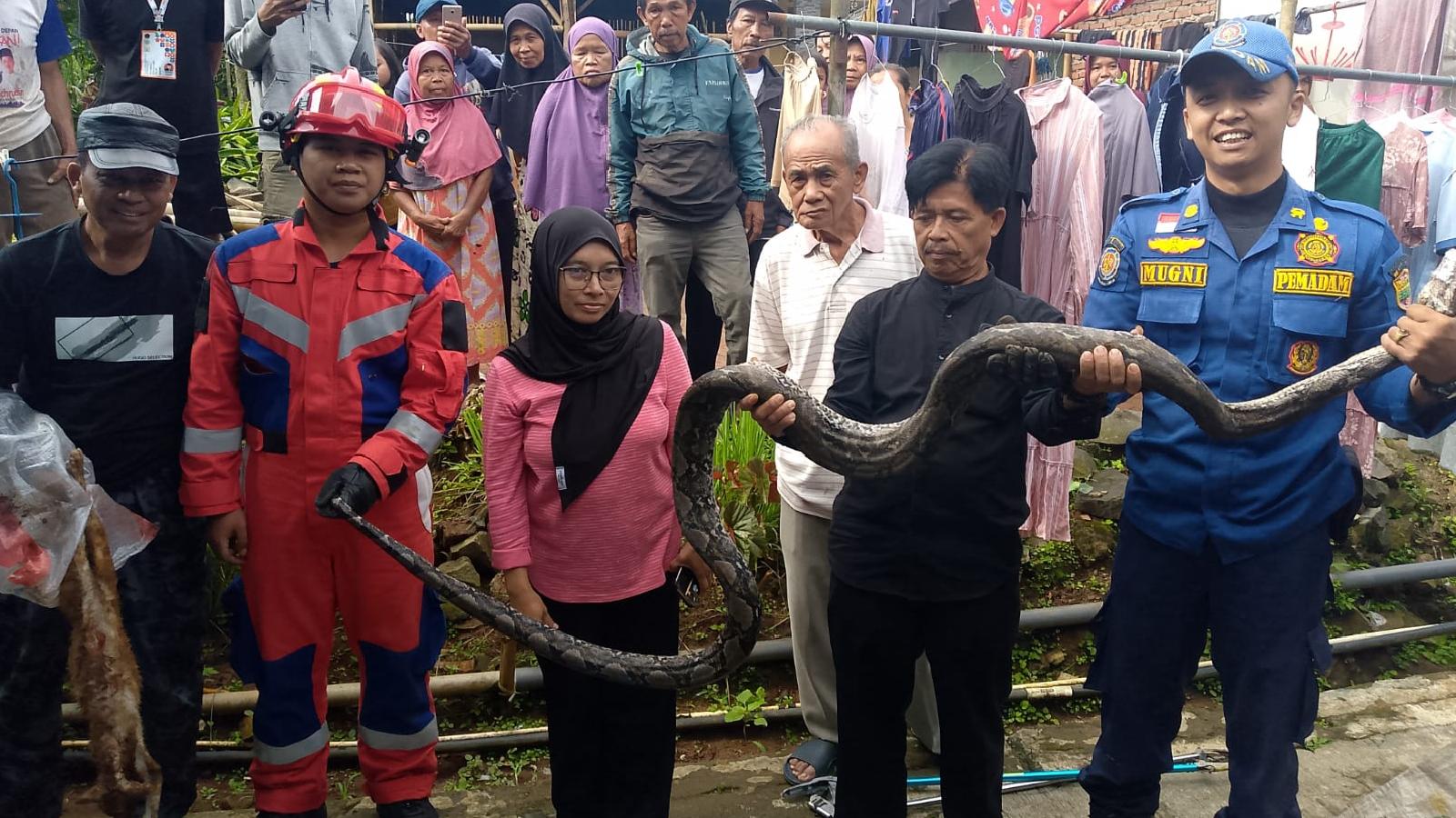 Ular Sanca Lilit Kucing Peliharaan, Damkar Ciamis Sigap Lakukan Evakuasi