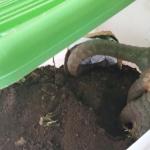 Polres Tasikmalaya Gagalkan Perdagangan Trenggiling, Dua Pelaku Diamankan