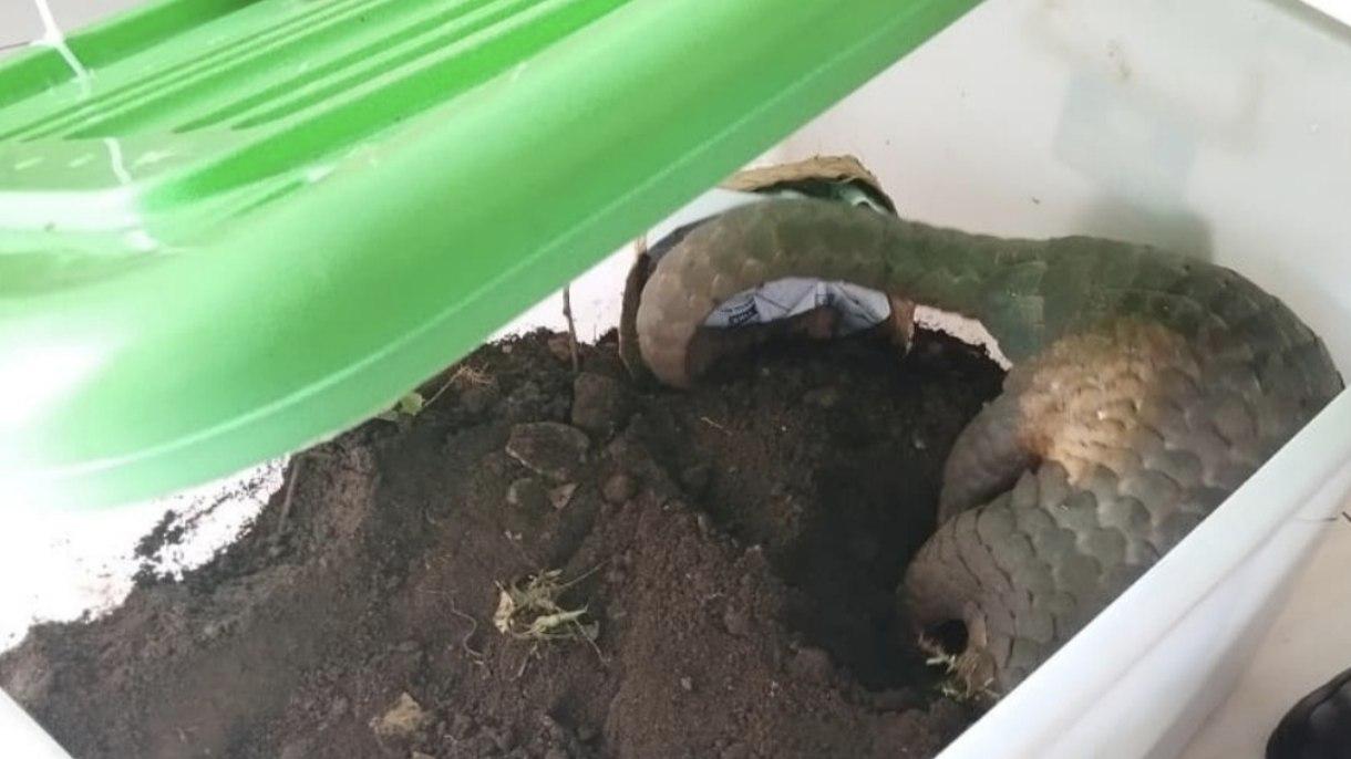 Polres Tasikmalaya Gagalkan Perdagangan Trenggiling, Dua Pelaku Diamankan