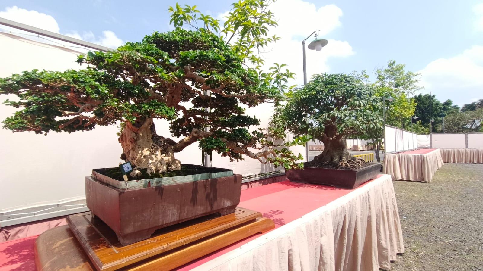 Kontes dan Pameran Bonsai Nasional 2026 di Plaza Asia Tasikmalaya, Catat Jadwalnya