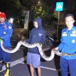 Ular Sanca 3,5 Meter Melintas di Depan MAN 2 Ciamis, Petugas Damkar Gerak Cepat Lakukan Evakuasi