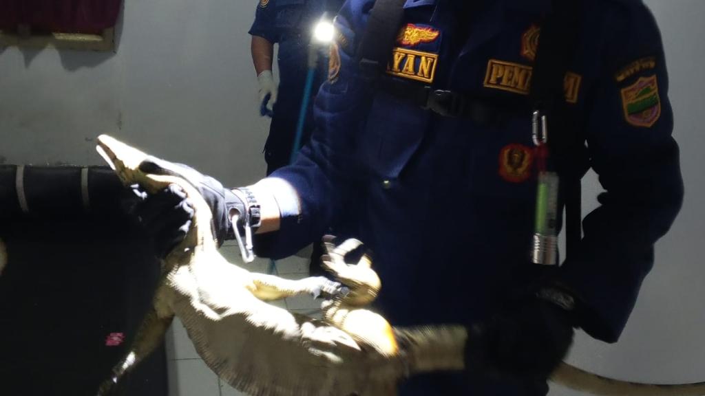 Biawak Masuk Kamar dan Bersembunyi di Bawah Tempat Tidur