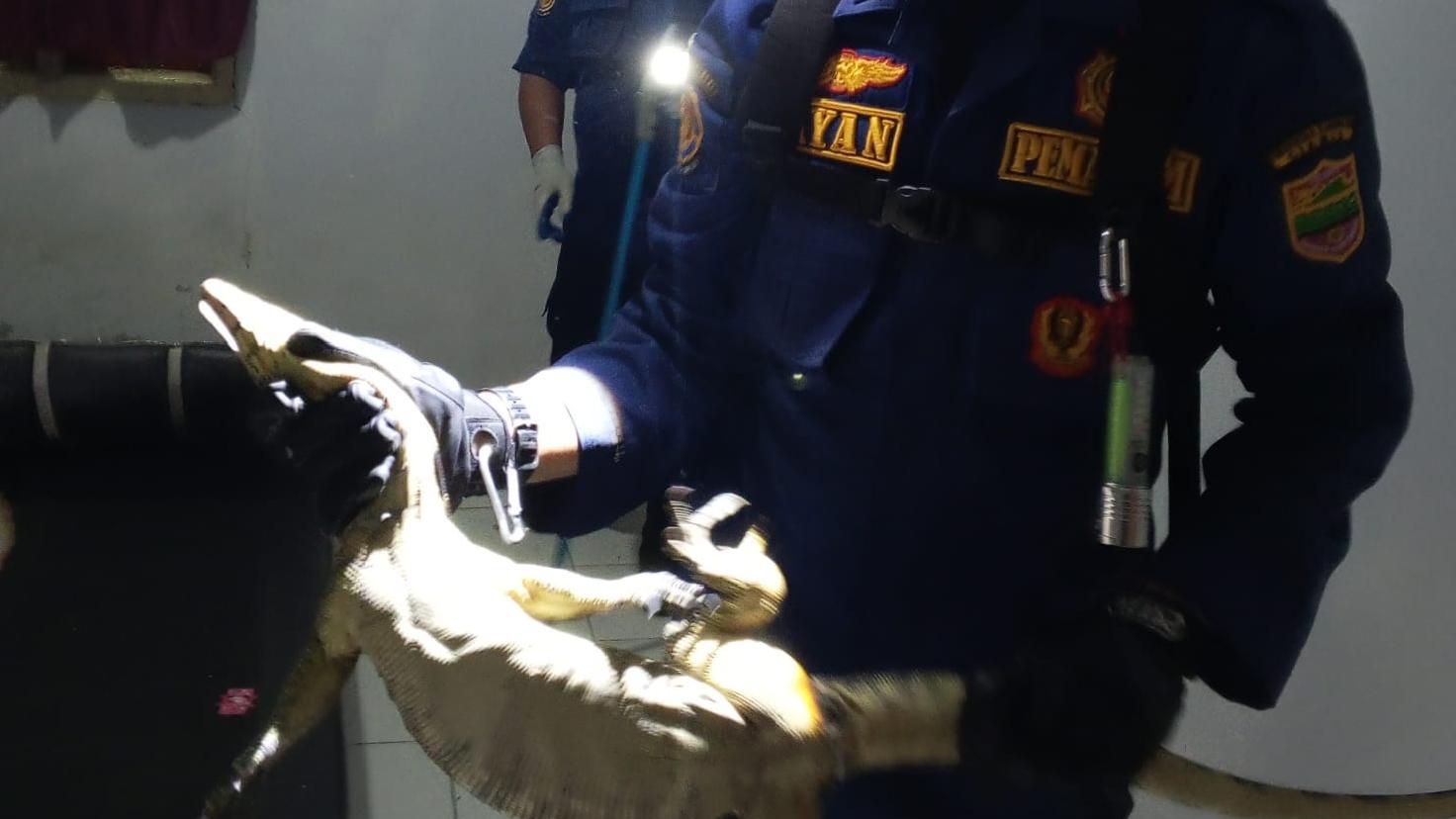 Biawak Masuk Kamar dan Bersembunyi di Bawah Tempat Tidur