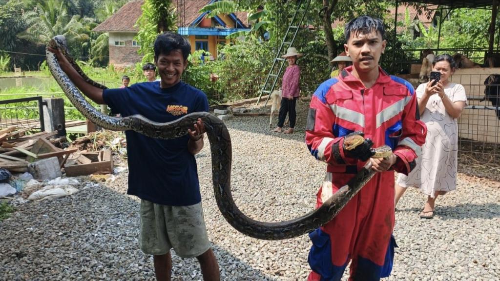 Ular Sanca Sepanjang 4 Meter Muncul di Kawali Ciamis, Bikin Heboh Warga
