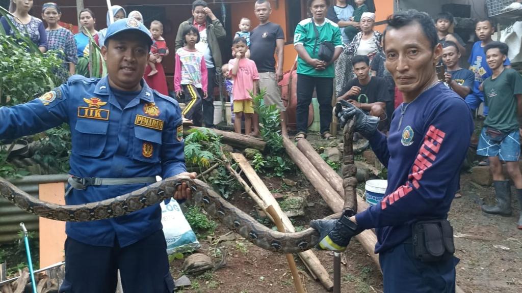 Ular Sanca Terjebak Jaring di Kertaharja Ciamis, Warga Panik Hubungi Damkar