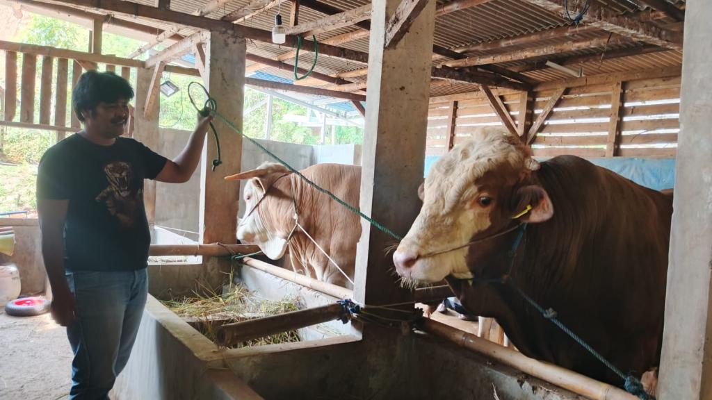 Mengenal Si Bison, Sapi Kurban 1,15 Ton Milik Presiden Prabowo Asal Panjalu Ciamis