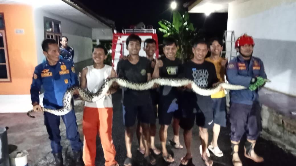 Ular Sanca 3,5 Meter Sembunyi di Tumpukan Kayu, Petugas Damkar Ciamis Evakuasi dari Belakang Rumah Warga