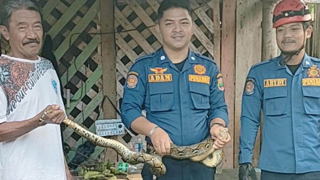 Kaget Saat Beri Pakan Ternak, Warga di Cipaku Ciamis Temukan Ular Sanca dalam Kandang Ayam