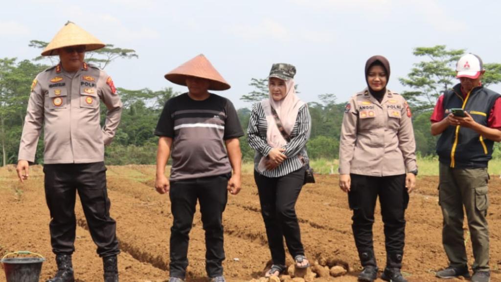 Kapolres Ciamis Perkuat Swasembada Pangan Melalui Pertanian Tumpang Sari di Sindangkasih