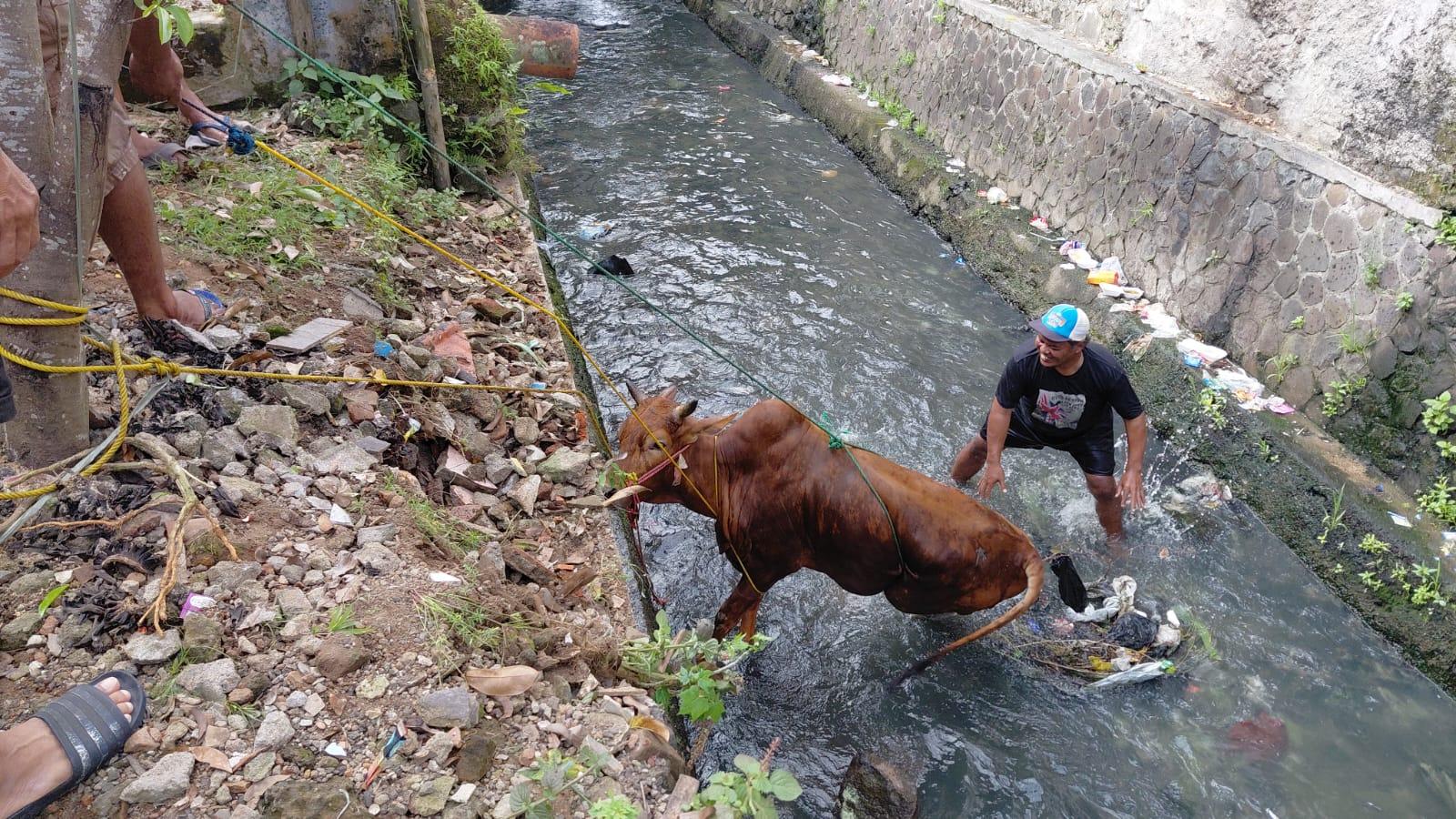 Agresif! Sapi Kurban 1 Kuintal di Sukarasa Tasikmalaya Lepas dan Nyemplung ke Sungai Cikalang