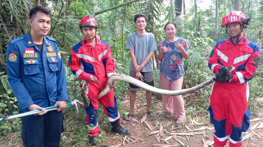Cari Rumput untuk Pakan Ternak, Warga Tambaksari Ciamis Dikejutkan Ular Sanca Sepanjang 2,5 Meter