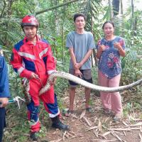 Cari Rumput untuk Pakan Ternak, Warga Tambaksari Ciamis Dikejutkan Ular Sanca Sepanjang 2,5 Meter