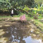 Kembali Terjadi, Air Kolam Warga di Tamansari Tasikmalaya Mendadak Menghitam
