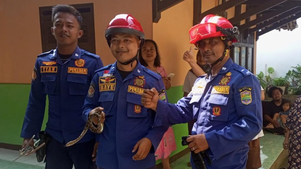 Ular Sanca Masuk Kamar Mandi Warga, Damkar Ciamis Bergerak Cepat Evakuasi