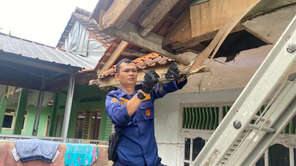 Damkar Ciamis Evakuasi Biawak di Atap Rumah Warga