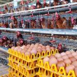 Harga Telur di Ciamis Anjlok ke Rp20 Ribu per Kg, Peternak Tertekan Biaya Pakan yang Terus Naik