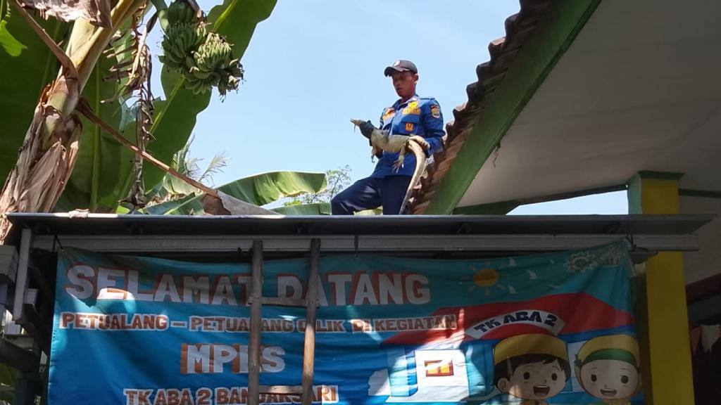 Hari Pertama Sekolah di TK ABA 2 Banjarsari Ciamis Dihebohkan Kemunculan Biawak Sepanjang 1 Meter