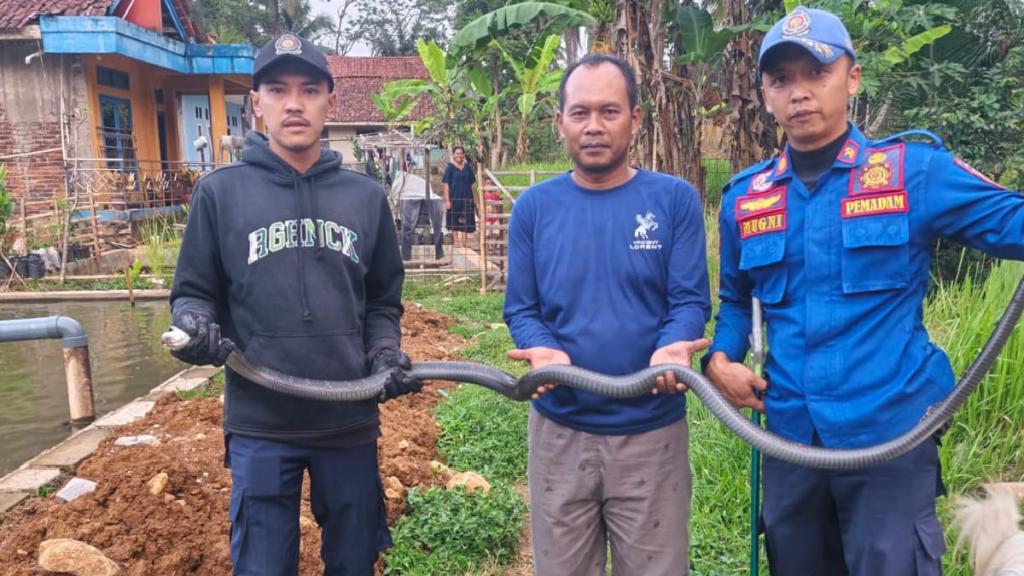 Damkar Ciamis Evakuasi King Cobra Sepanjang 3 Meter yang Muncul di Lokasi Proyek Jembatan
