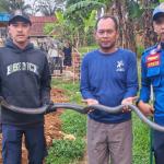 Damkar Ciamis Evakuasi King Cobra Sepanjang 3 Meter yang Muncul di Lokasi Proyek Jembatan
