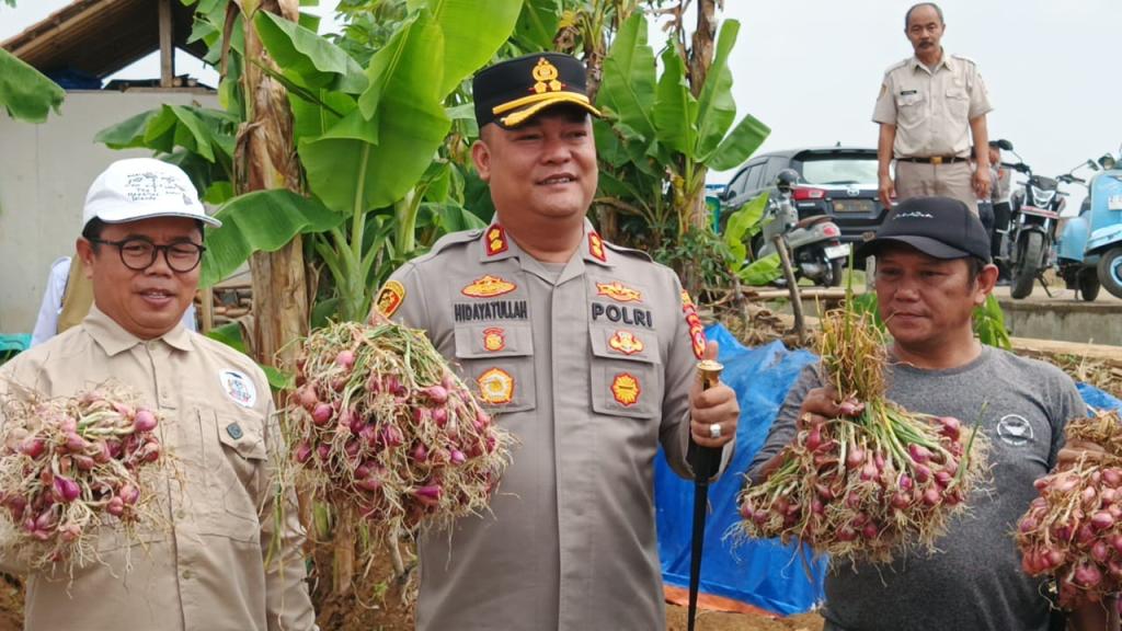 Panen Perdana Benih Bawang Merah Permata Galuh Capai 16 Ton, Ciamis Bidik Jadi Sentra Pembenihan Nasional