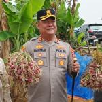 Panen Perdana Benih Bawang Merah Permata Galuh Capai 16 Ton, Ciamis Bidik Jadi Sentra Pembenihan Nasional
