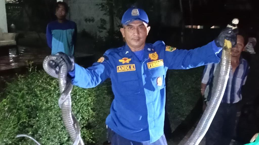 Anak-anak Hendak Mengaji Temukan King Kobra 3 Meter, Damkar Ciamis Sigap Lakukan Evakuasi