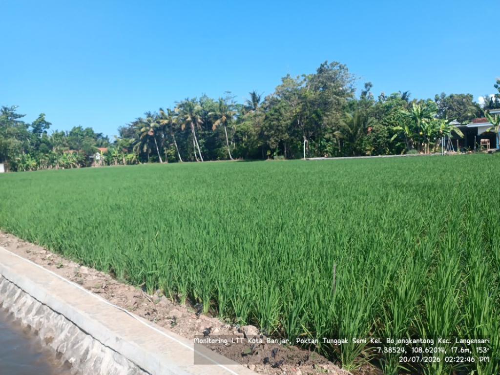 DKPPP Banjar Pastikan Lahan Pertanian Aman dari Kekeringan, 137 Hektare Sawah Tadah Hujan Berstatus Waspada