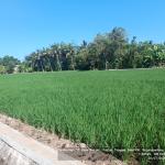 DKPPP Banjar Pastikan Lahan Pertanian Aman dari Kekeringan, 137 Hektare Sawah Tadah Hujan Berstatus Waspada