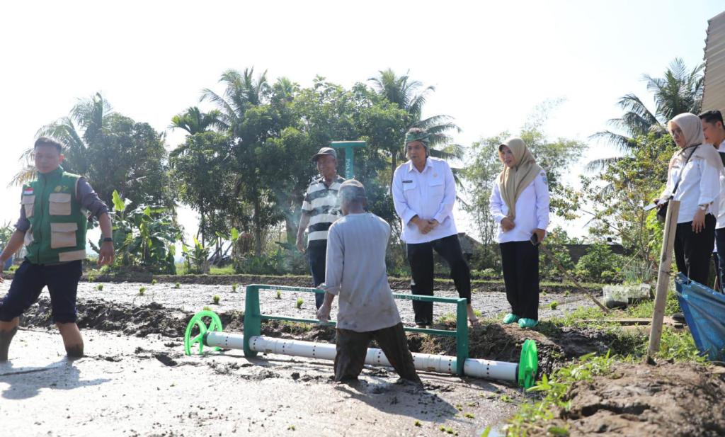 DKP3 Kota Tasikmalaya Mulai Terapkan Metode Tabela, Target Produksi Padi Tembus 10 Ton per Hektare