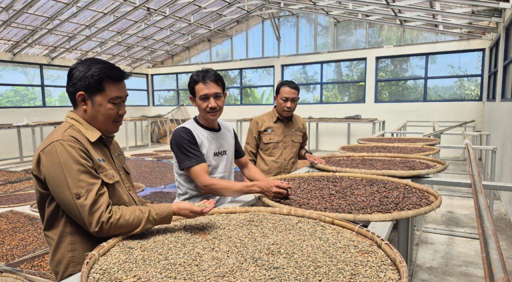 Kopi Gunung Raja Tumbuh di Hutan Sosial dan Jadi Penggerak Ekonomi Masyarakat