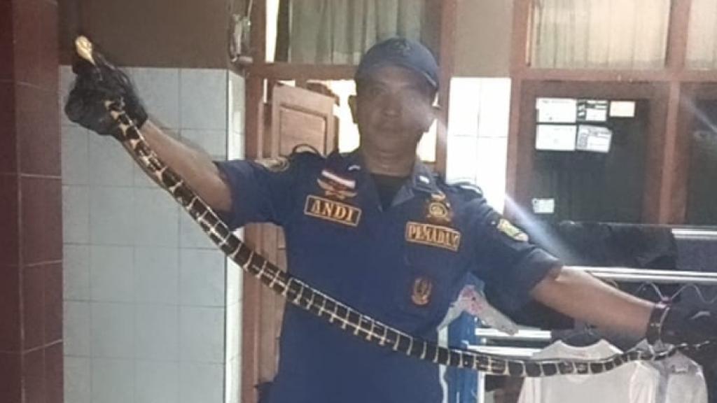 Bikin Panik Penghuni, Ular Cincin Emas 1,2 Meter Masuk Rumah Warga di Ciamis