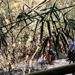 Lahan Seluas 1.000 Meter Persegi di Rajadesa Ciamis Terbakar, Damkar Pos WMK Rancah Padamkan Api dalam 10 Menit