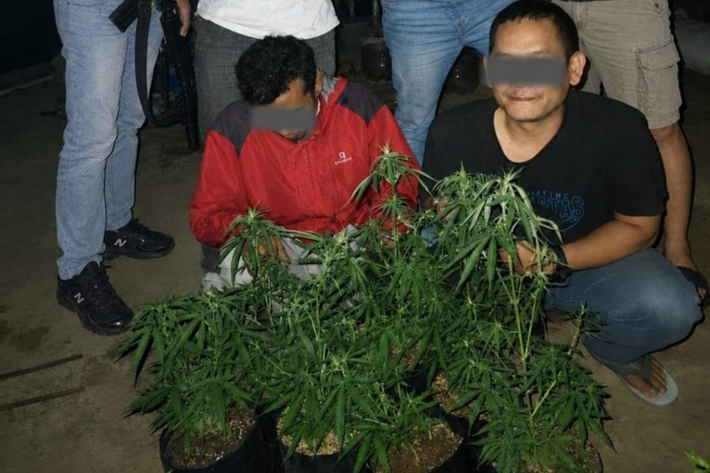 Tanam Ganja dalam 7 Pot Bunga, Dua Warga Rajapolah Ditangkap Satresnarkoba Polres Tasikmalaya Kota