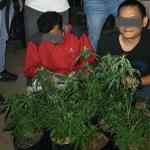 Tanam Ganja dalam 7 Pot Bunga, Dua Warga Rajapolah Ditangkap Satresnarkoba Polres Tasikmalaya Kota
