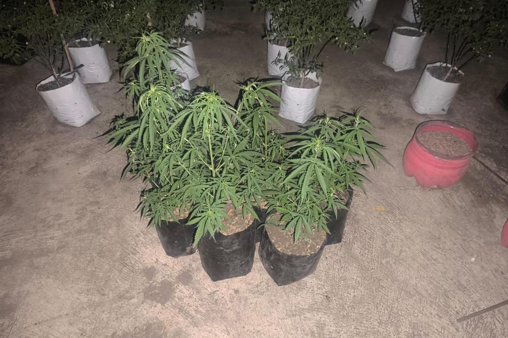 Polisi Temukan 7 Pot Ganja di Rajapolah Tasikmalaya, Disamarkan di Tengah Kebun Cabai