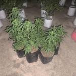 Polisi Temukan 7 Pot Ganja di Rajapolah Tasikmalaya, Disamarkan di Tengah Kebun Cabai