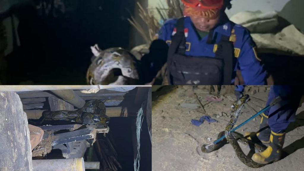Dini Hari Mencekam, Ular Sanca Kembang Masuk Kandang Ayam Warga Ciamis