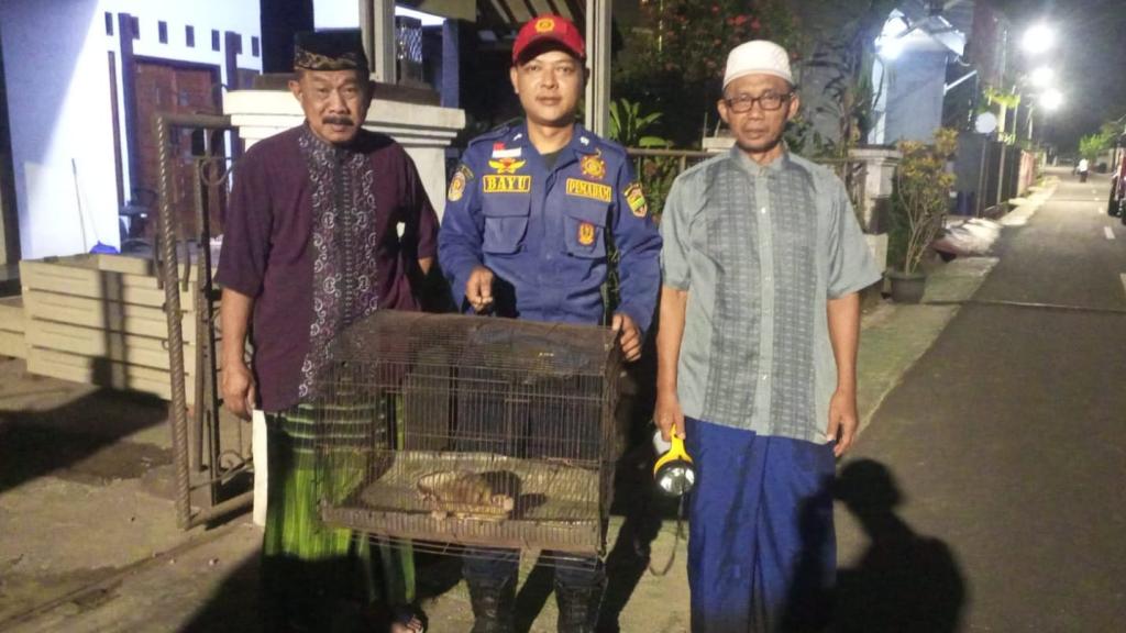 Sempat Tercium Bau Pesing, Damkar Ciamis Evakuasi Kukang di Atap Rumah Warga Sindangrasa
