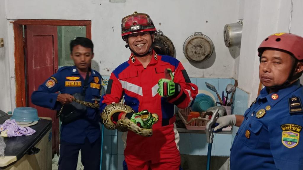 Jatuh dari Plafon Kamar Mandi Warga Ciamis, Ular Sanca 2,1 Meter Dievakuasi Damkar