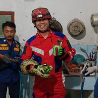 Jatuh dari Plafon Kamar Mandi Warga Ciamis, Ular Sanca 2,1 Meter Dievakuasi Damkar