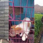 Kabur dan Sembunyi di Benteng Tetangga, Kucing Milik Syakila Berhasil Dievakuasi Damkar Kota Tasikmalaya