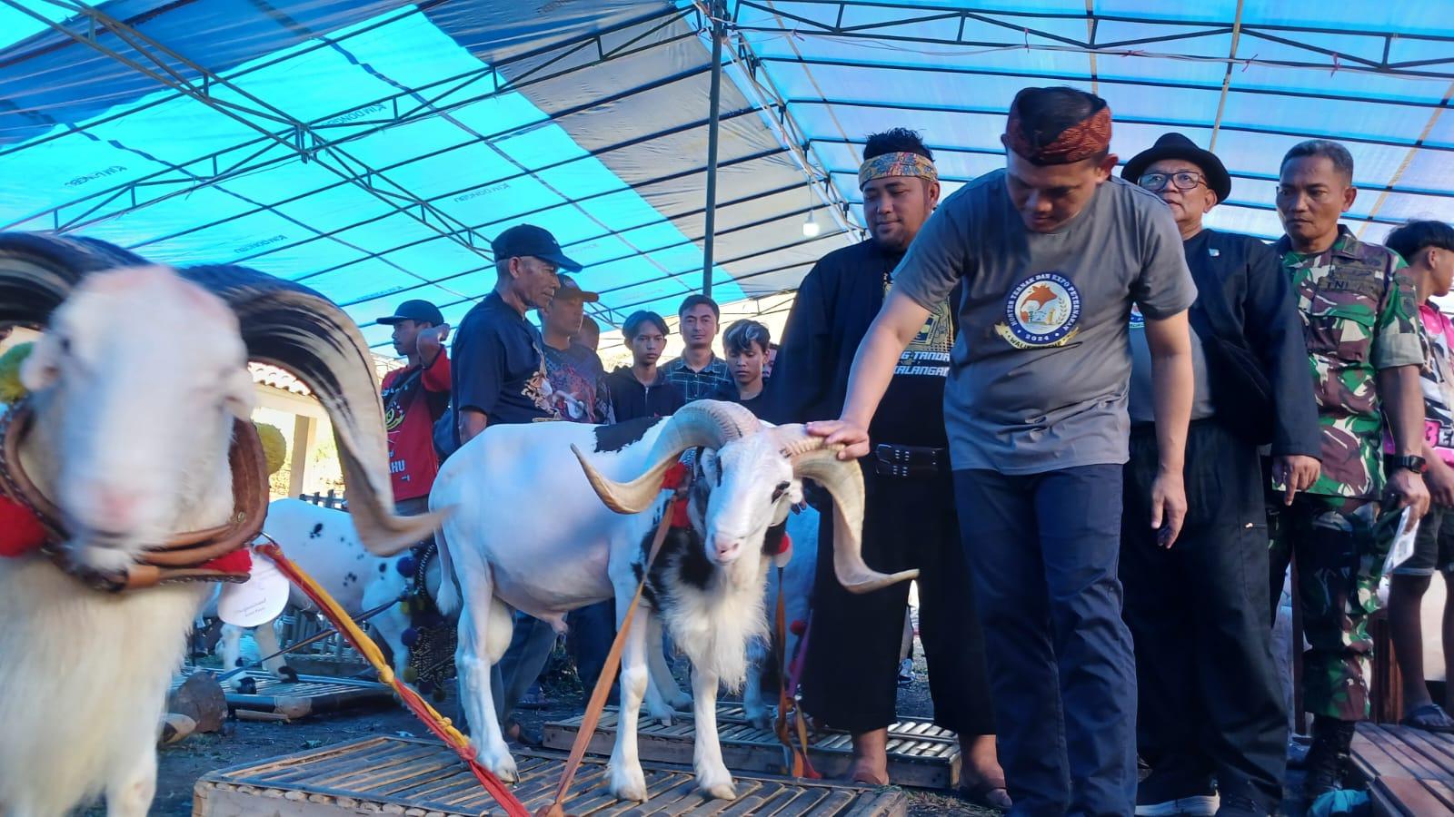 Kontes Ternak Wali Kota Tasikmalaya Cup 2024 Meriahkan Peternakan Lokal