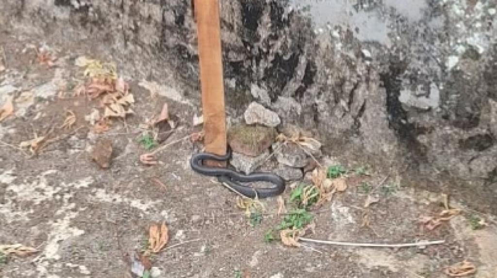 Masuk Kolam Kering Permukiman Warga Baregbeg, Ular Kobra Jawa Berhasil Dievakuasi Damkar Ciamis