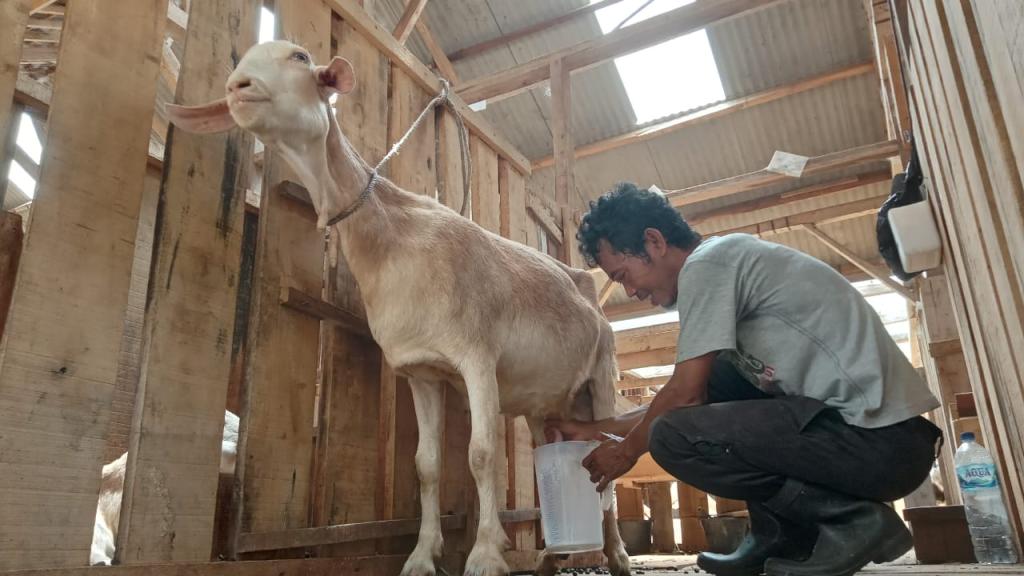 Menikmati Susu Etawa Segar di Putra Galuh Farm Kota Banjar