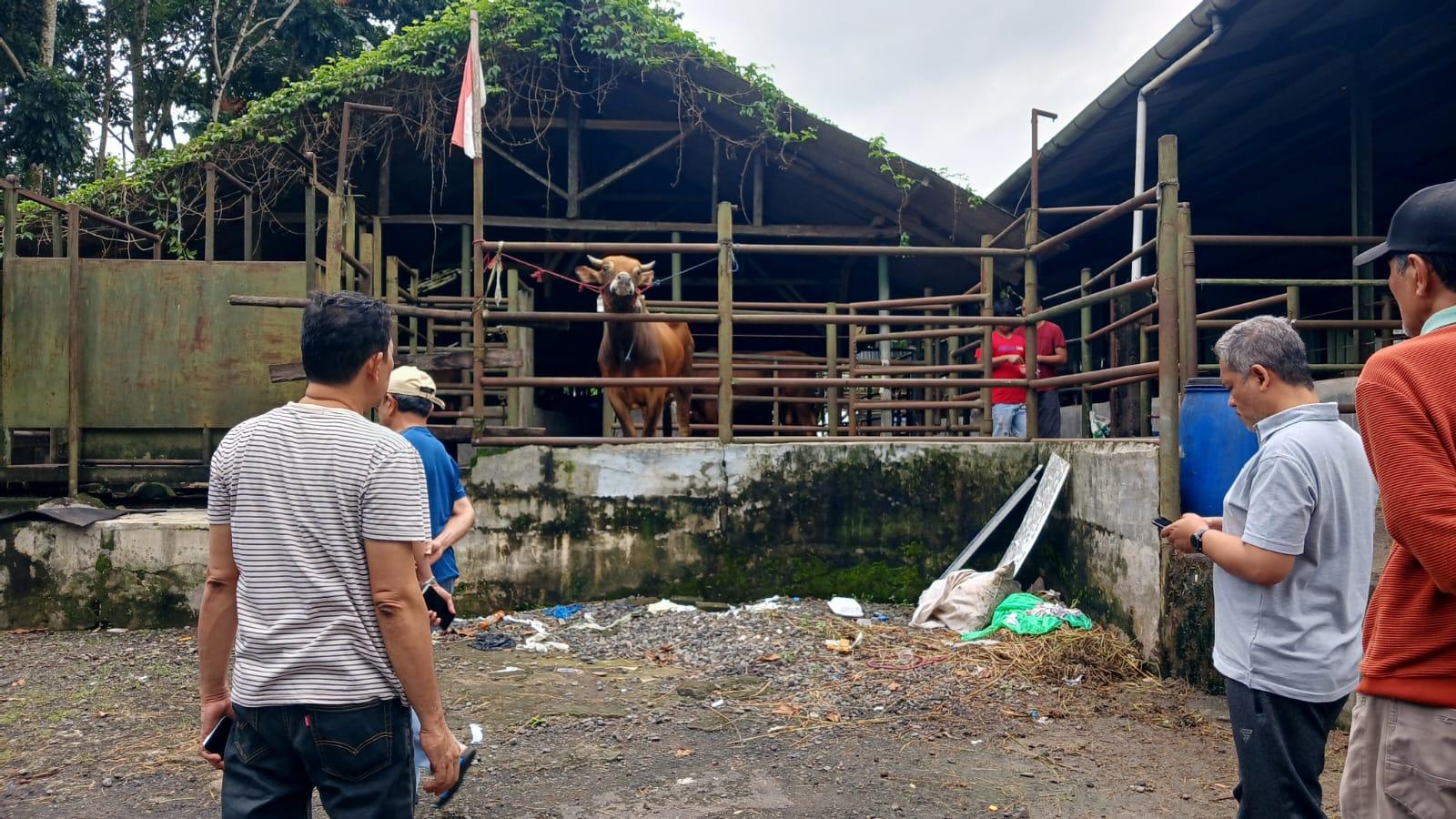 Penjualan Hewan Kurban Turun, Pedagang Sapi di Tasikmalaya Tetap Optimistis