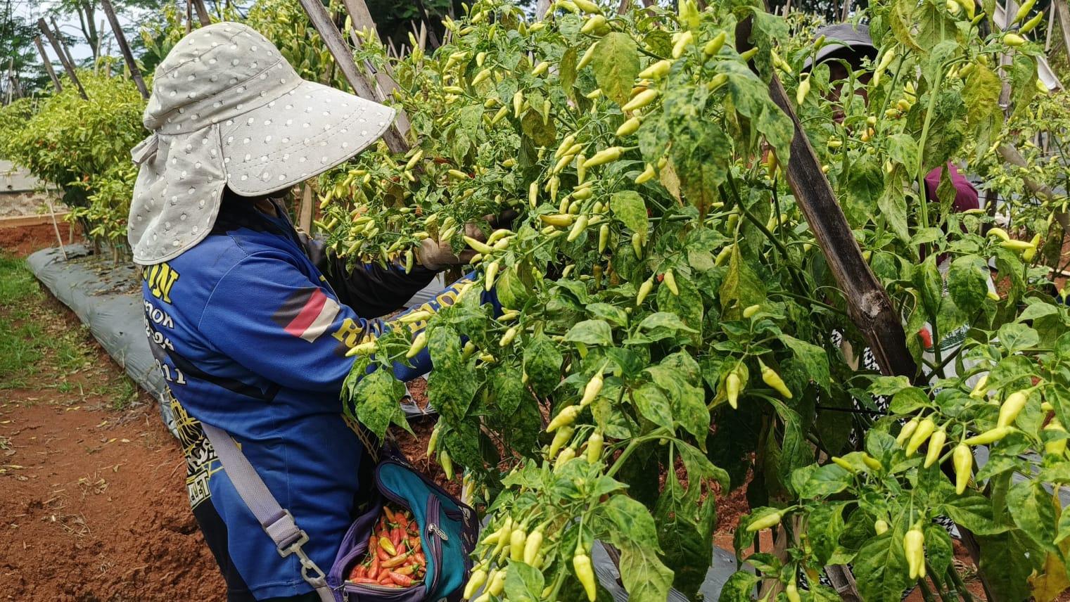 Perkebunan Cabai Rawit di Ciamis Berkembang, Hasil Panen Capai Puluhan Juta Rupiah