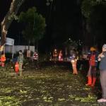 Tersenggol Truk Kontainer, Pohon Tumbang di Indihiang: Wakil Wali Kota Tasikmalaya Turun Tangan