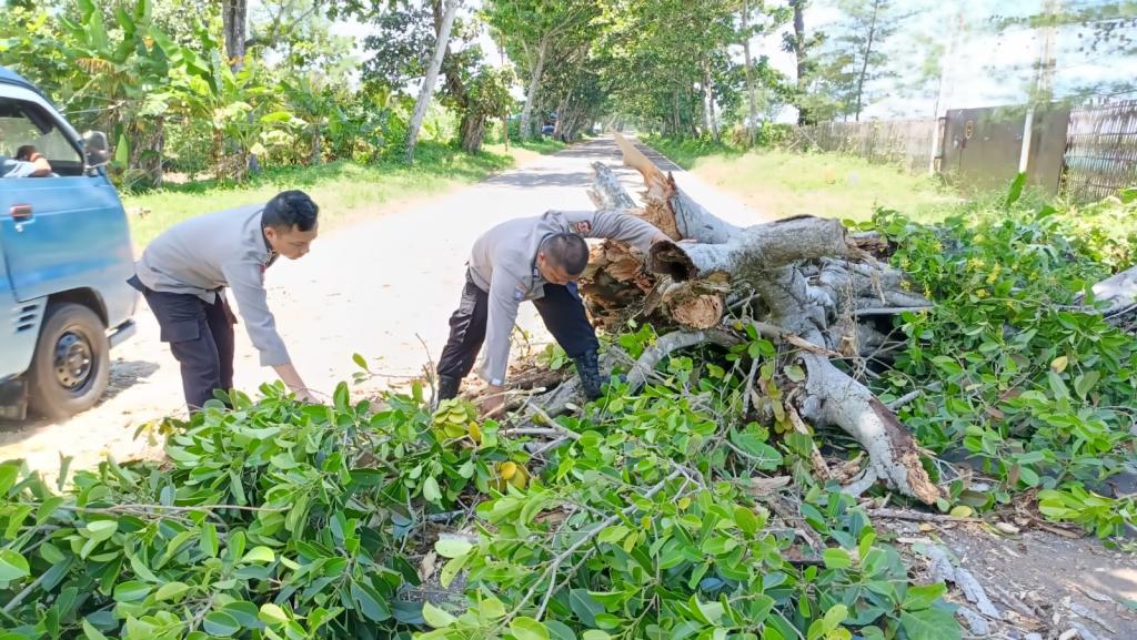 Pohon Tumbang Timpa Pengendara Motor di Jalur Tasikmalaya-Pangandaran, Korban Alami Luka