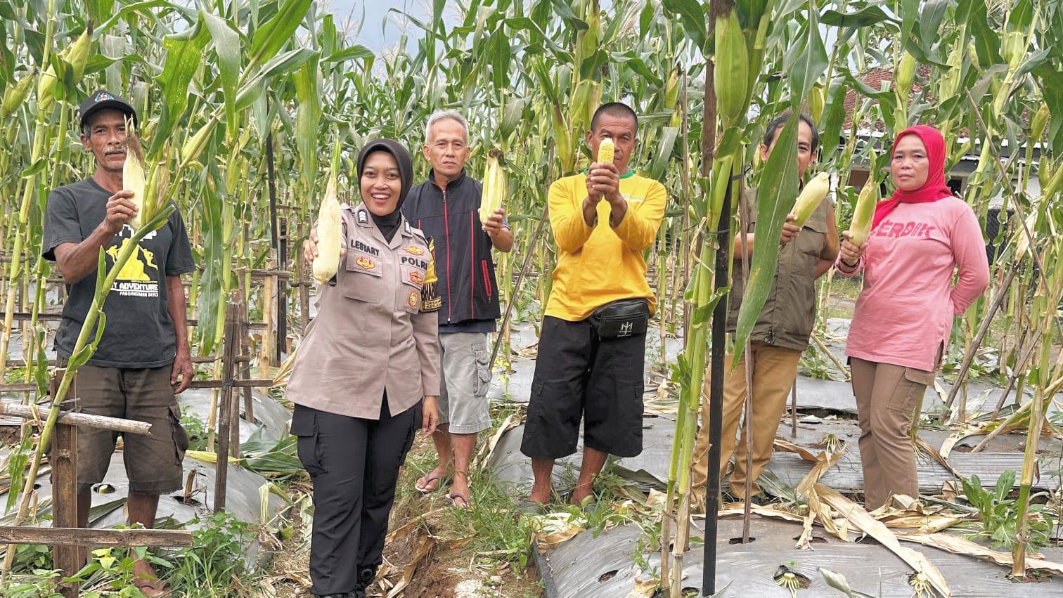 Polres Ciamis Dukung Program Swasembada Pangan Lewat Panen Jagung